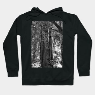 Muir Woods Study 3 Hoodie